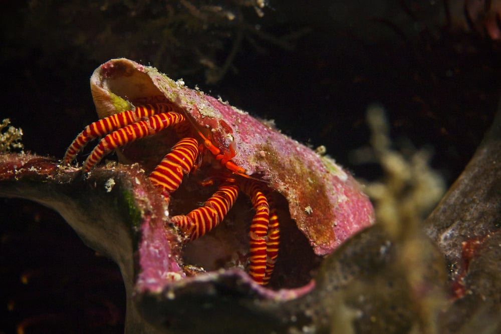 Orange Leg Hermit Crab (Reef Safe)