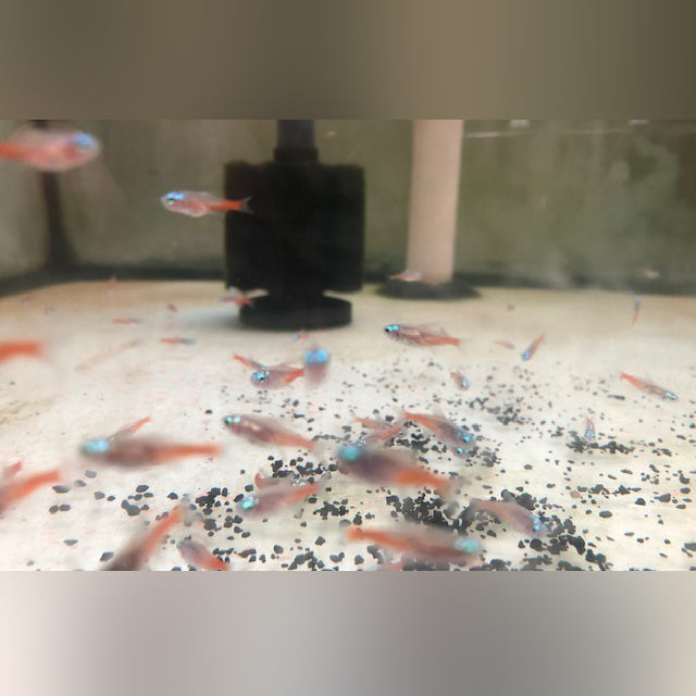 Diamond Head Neon Tetra (school of 6)