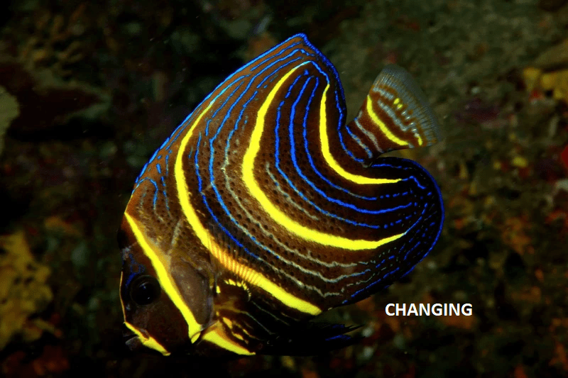 Cortez Angelfish - Juvenile