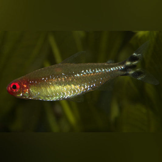 Rummynose Tetra (school of 6)